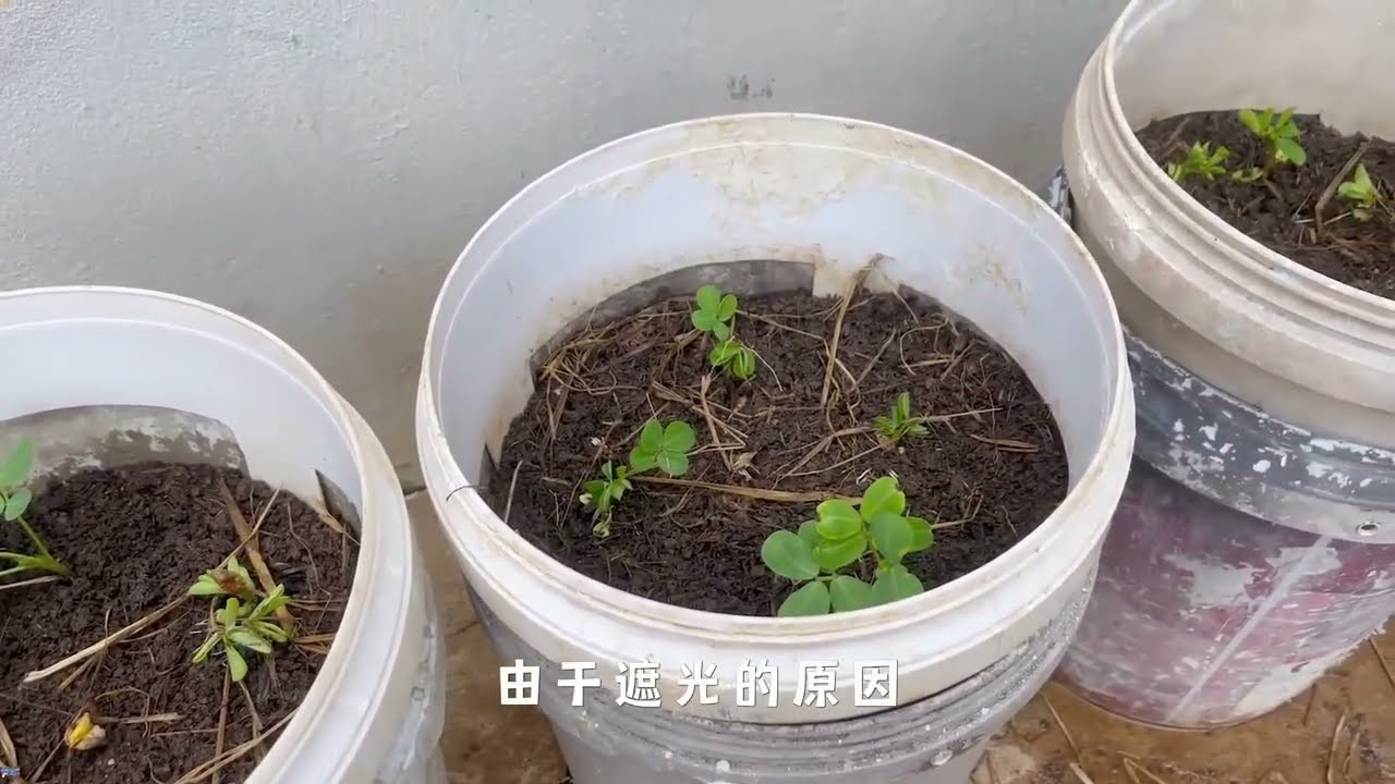 雌花受精后凋落 然后会钻入土里再结成花生 #种植小技巧 #花生种植 #阳台种植 #自然奇境科普季