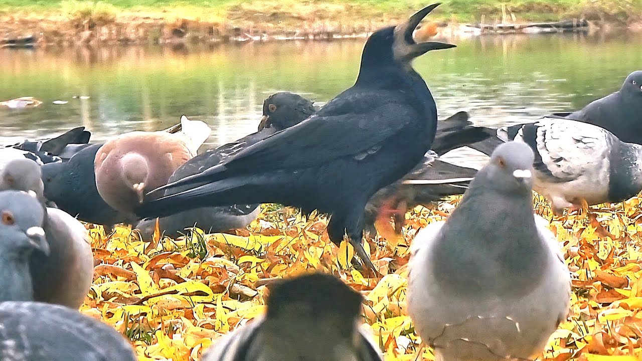 Feeding birds🍴🐦‍⬛🕊🍞