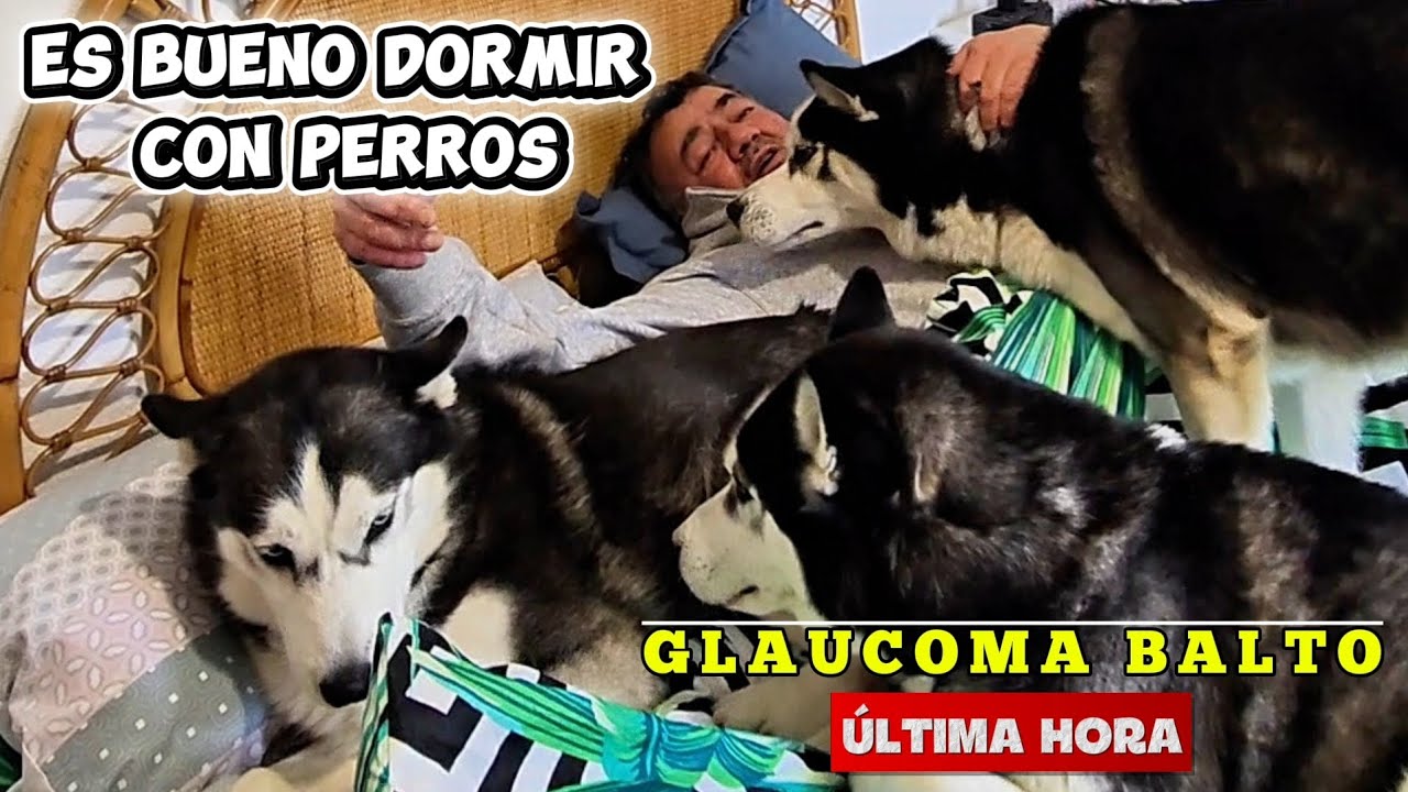¿Es BUENO DORMIR con PERROS en la cama? 🐾 + GLAUCOMA de Balto: Actualización y Prevención