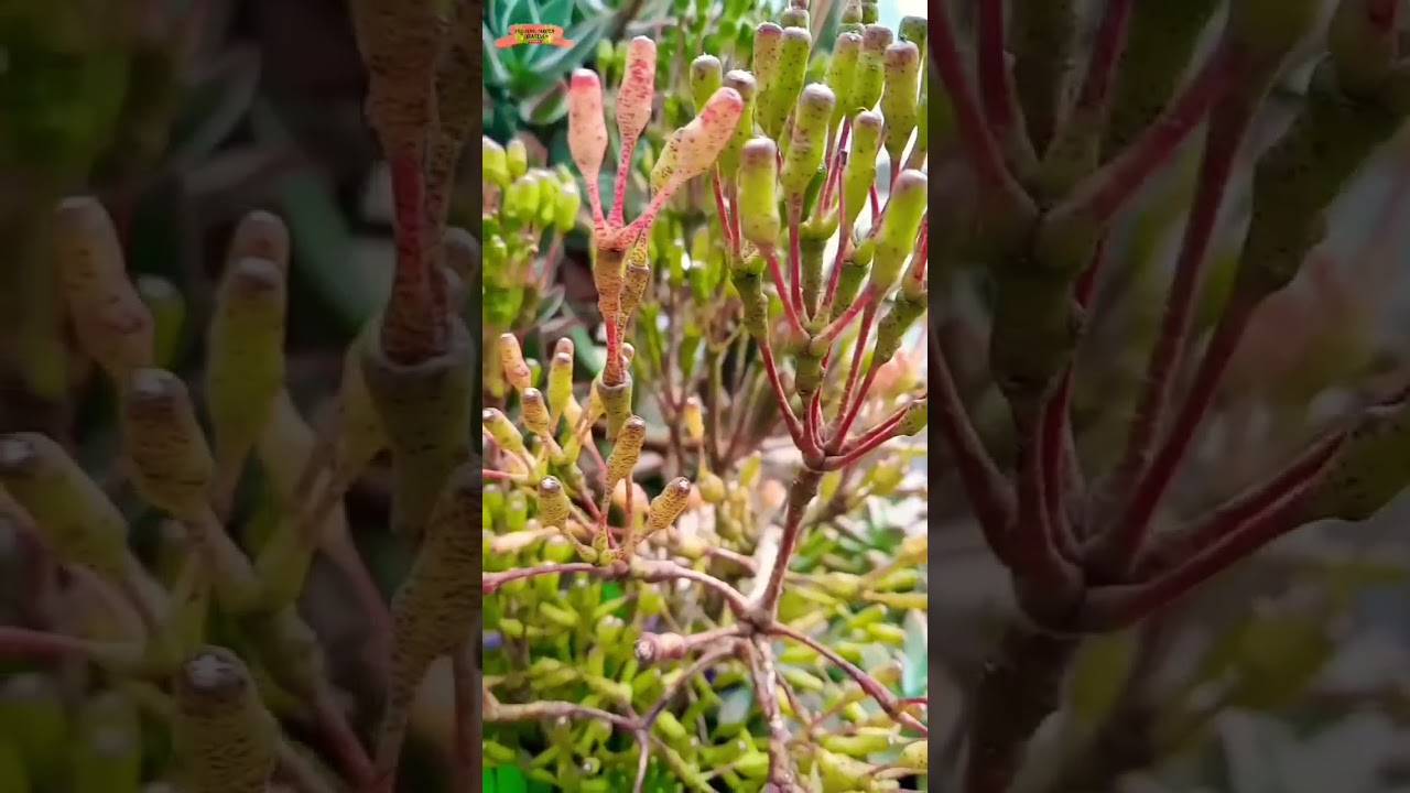 hatiora salicornioides #succulent #gardening #shorts #jardin
