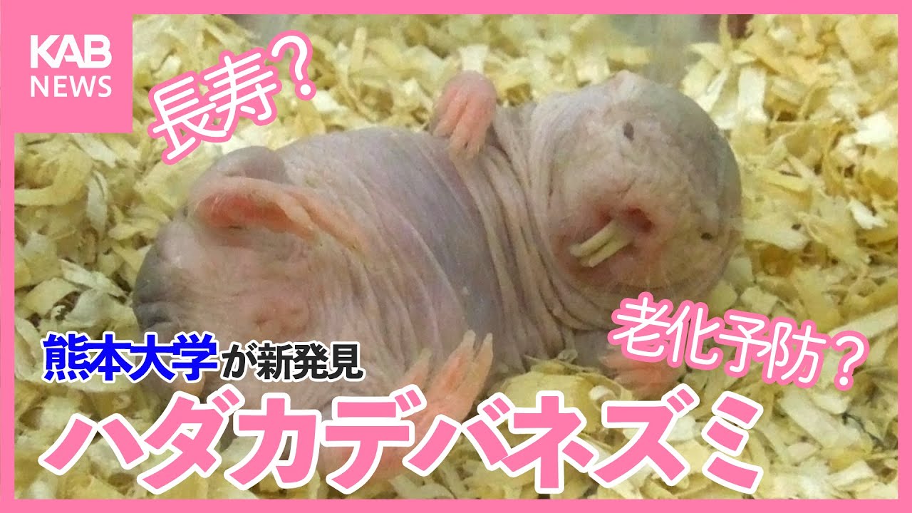 老化防ぐ研究のカギとなる⁉︎寿命は30年！ハダカデバネズミを深掘り【熊大のチカラ】