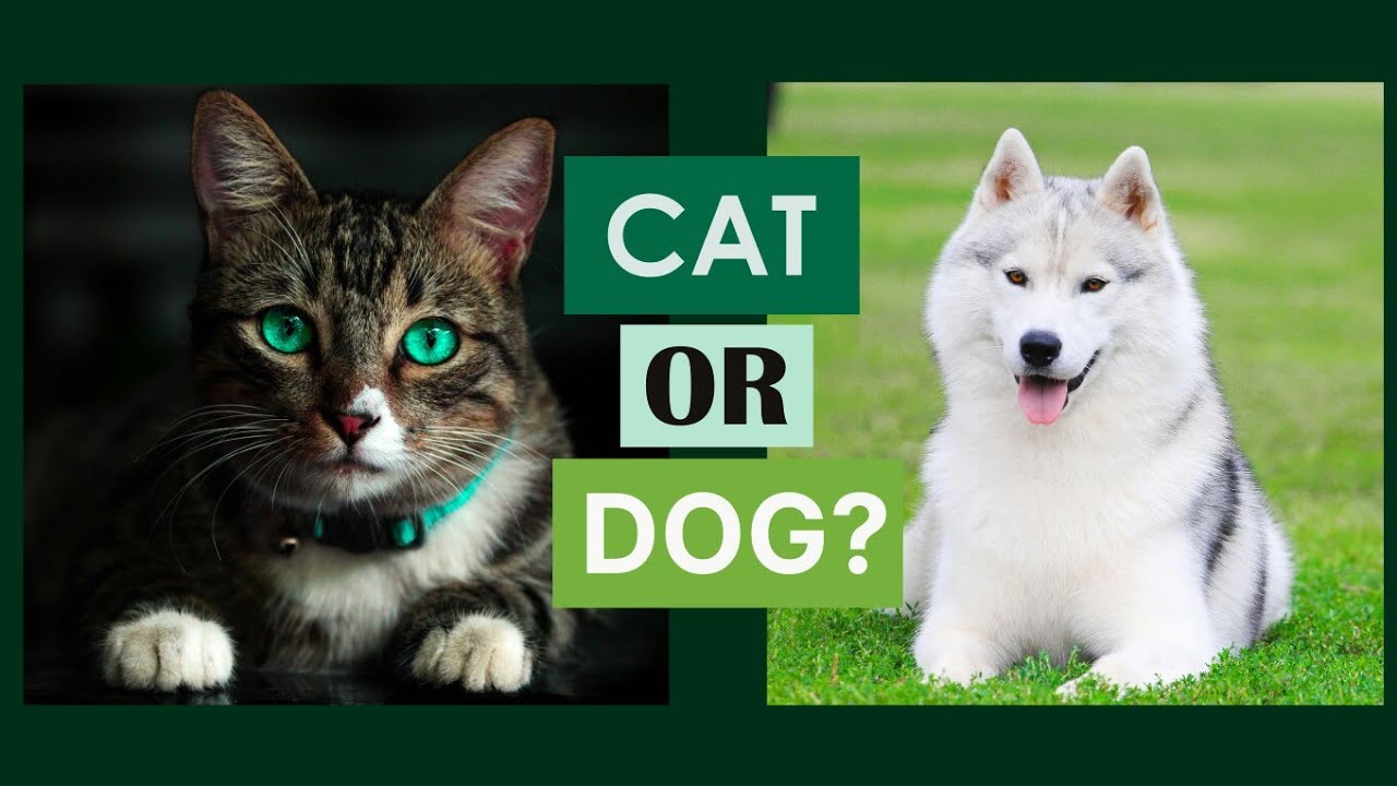 Are you a cat person or a dog person?