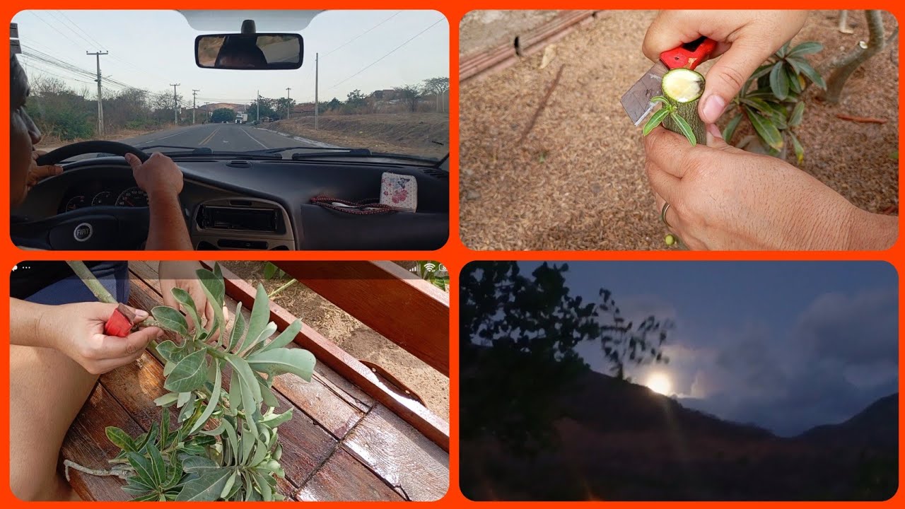 Indo pra minha rocinha/podando rosas do deserto/replantando galhos/noite enluarada.