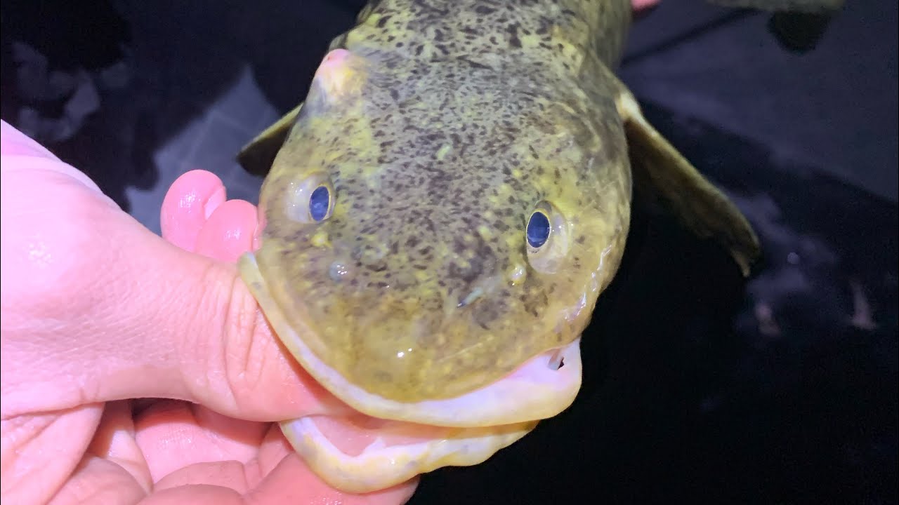 Burbot Fishing, High School Ice Fisherman, Airborne Angler; Michigan Out of Doors TV #2108