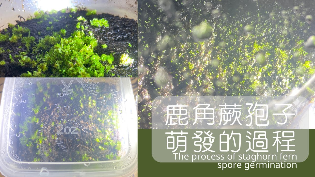 鹿角蕨孢子萌發的過程|The process of staghorn fern spore germination