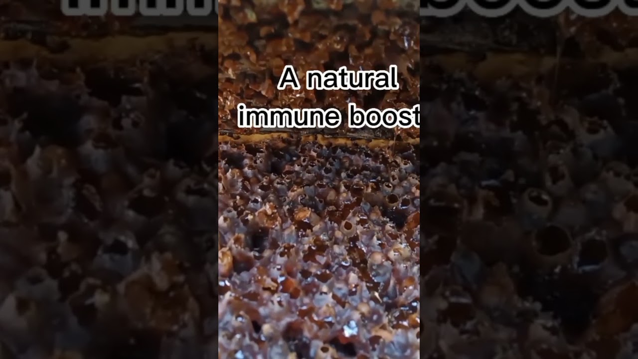 What is a matured colony? #shortvideo #shortshorts #shortsfeed #beekeeper #beewhisperer #bee