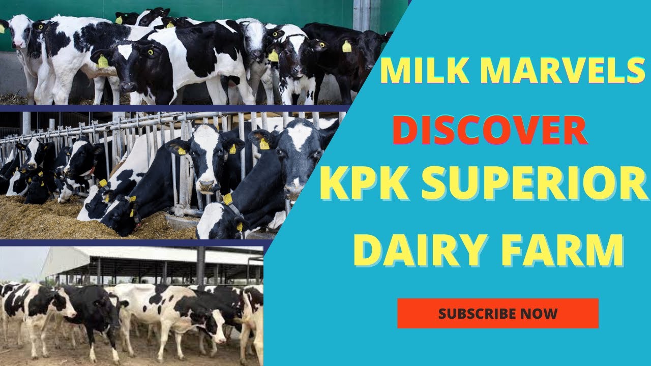 Discover JAN Dairy Farm  KPK Best Dairy Farm | Dr.Sajid Mehmood