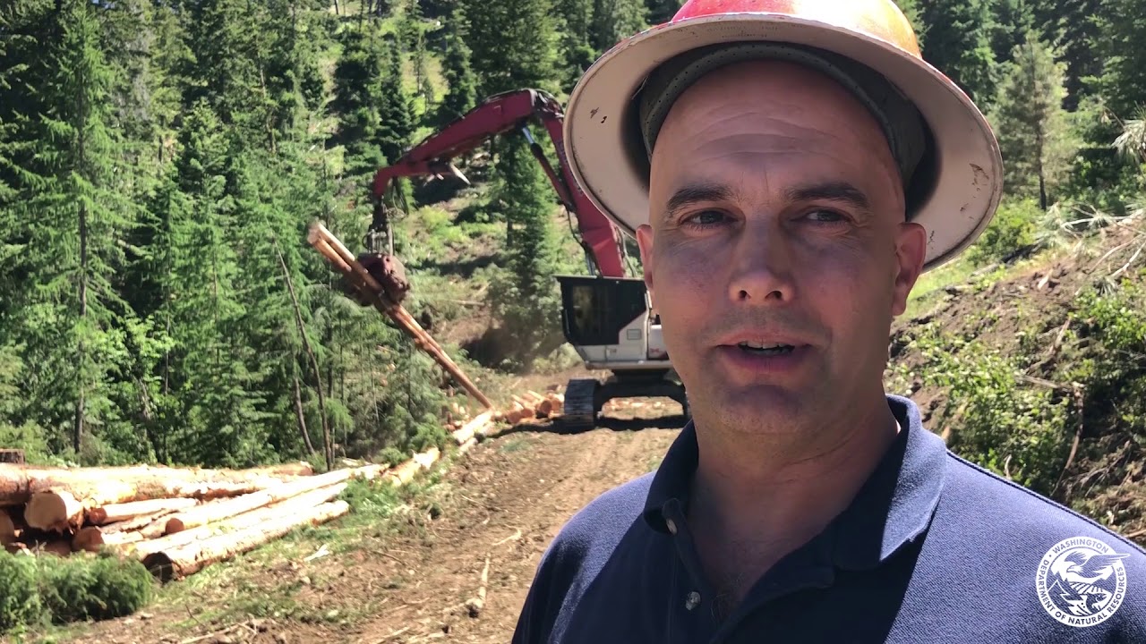 How a timber sale improves forest health