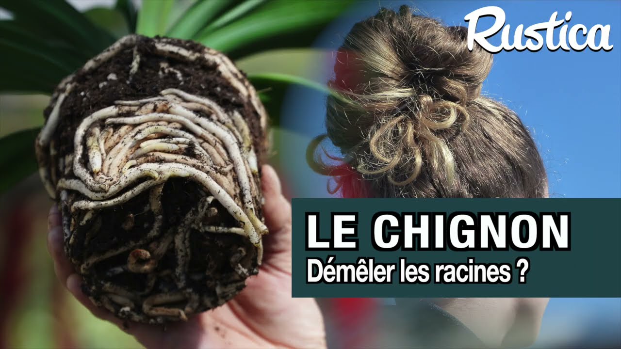 Chignon racinaire : quand faut-il démêler les racines ?
