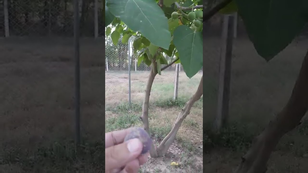 Punjab Fig Picking - Purple Large - Anjeer - Ficus palmata - Organic Farm - Engineer Ka Bagh