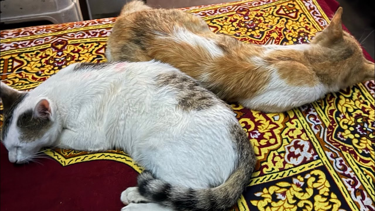 Billiyo Ne Ki Aaj Bhutt Mastii😍 || Aaj ka din bht Simple Tha😮‍💨