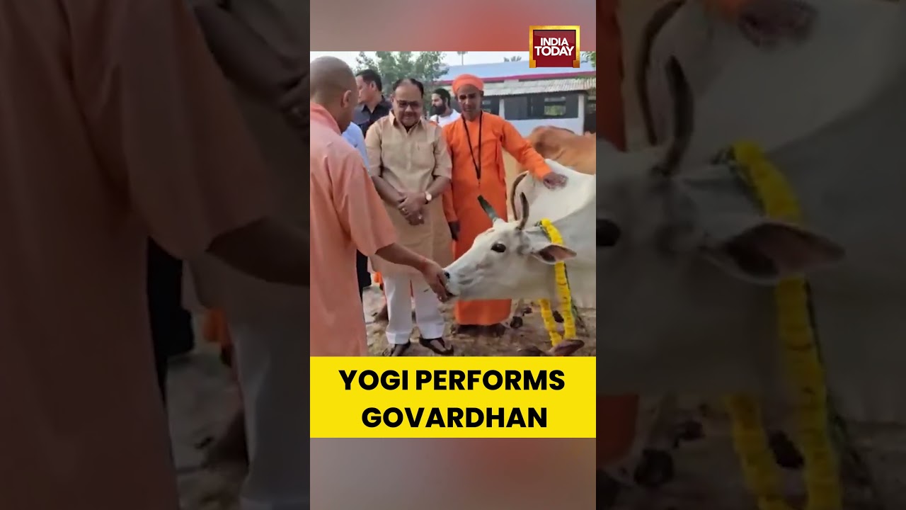 Yogi Adityanath Performs Govardhan Pooja and Feeds Cows at Gorakhnath Temple, Gorakhpur