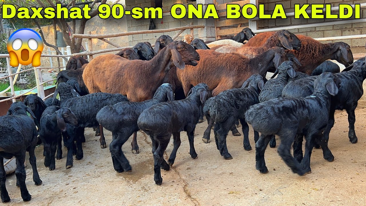 😱Akramjon akada BOG’OZ ONA BOLA 🇰🇬Egizchi NARXI TUSHDI💥