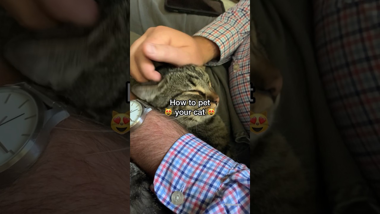 Как гладить кошку (ПРАВИЛЬНО!)