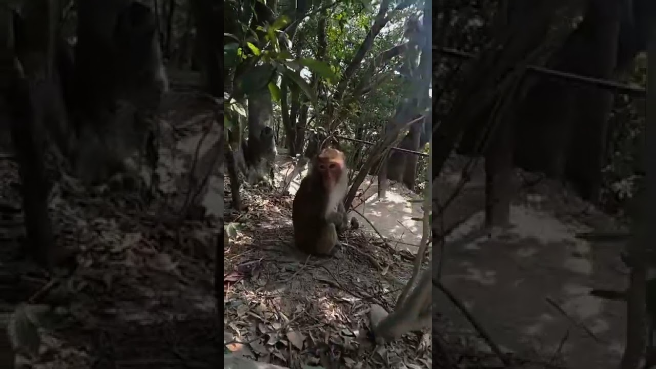 Lion Rock,  Hongkong. magugulat k nlng. #funnyvideo #funnyshorts  #monkey