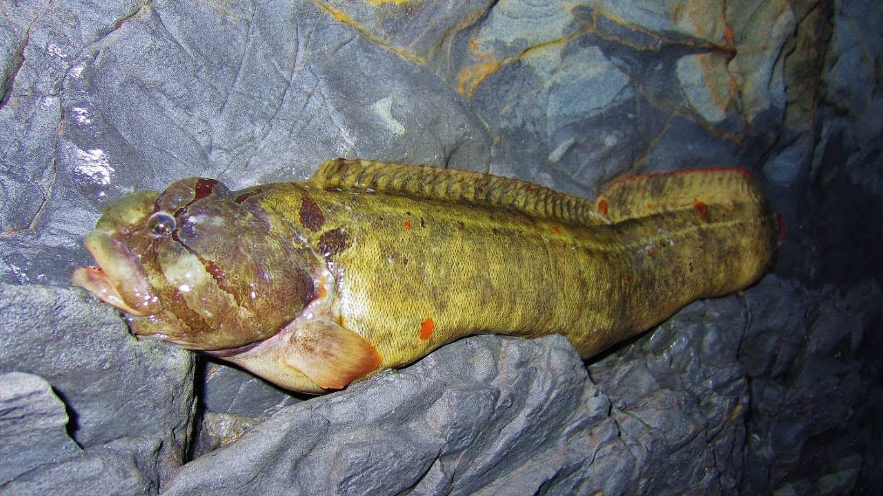 Poke Poling for Monkeyface Prickleback Eel.  Catch and Cook Rockfish!