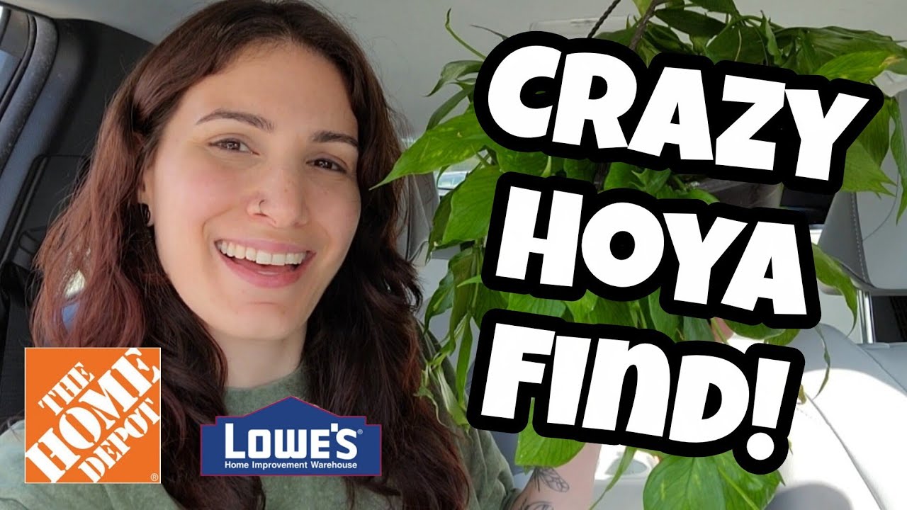 БЕЗУМНАЯ НАХОДКА ХОЙИ!! 😲 Магазины растений Lowe's и Home Depot в Литтлтоне, Нью-Гэмпшир 🌿