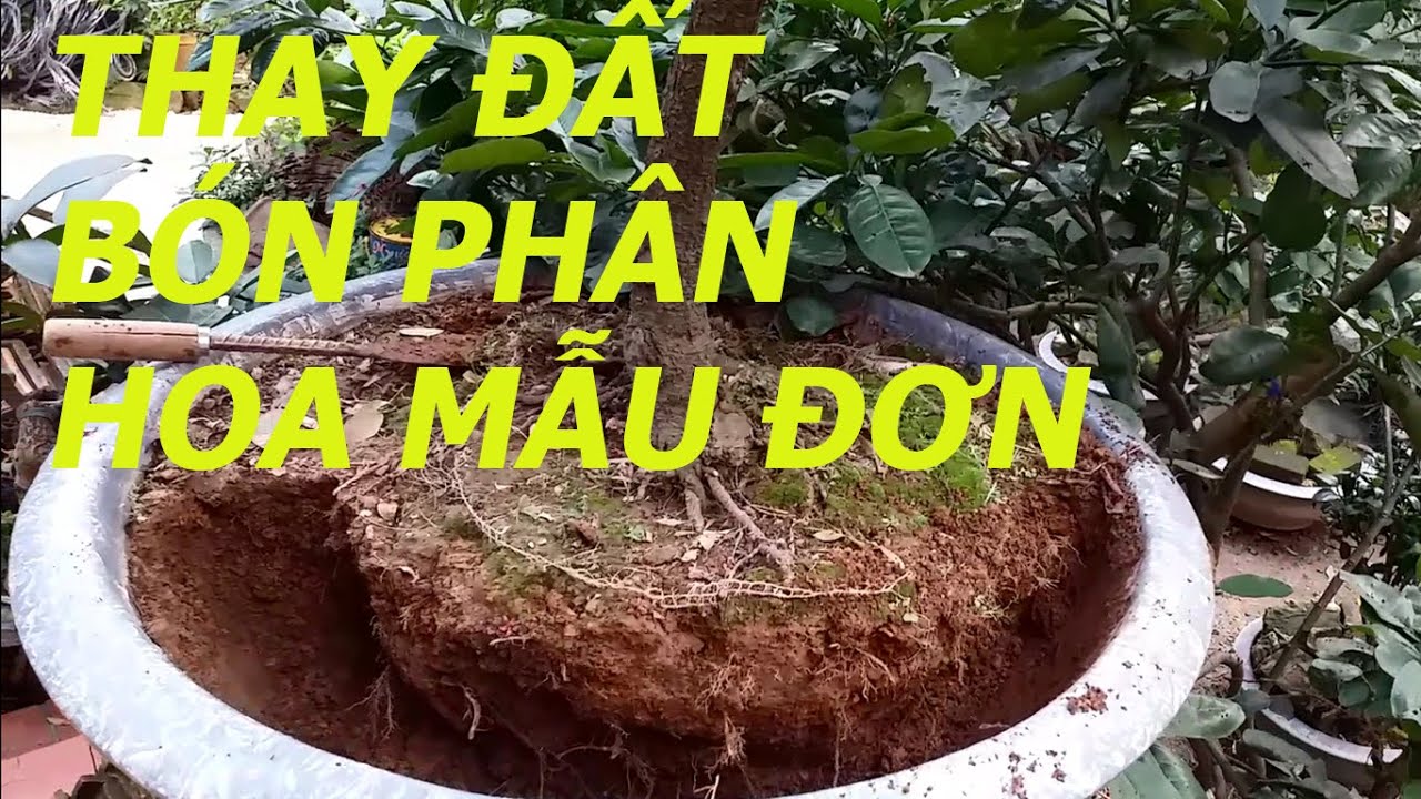 Chia sẻ bí quyết thay đất cho cây mẫu đơn .bông trang -TV Dũng Cây