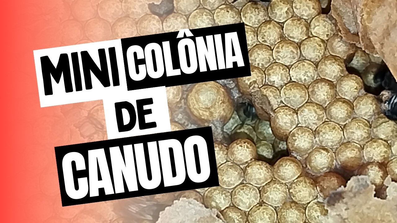 MINI COLÔNIA DE ABELHAS CANUDO
