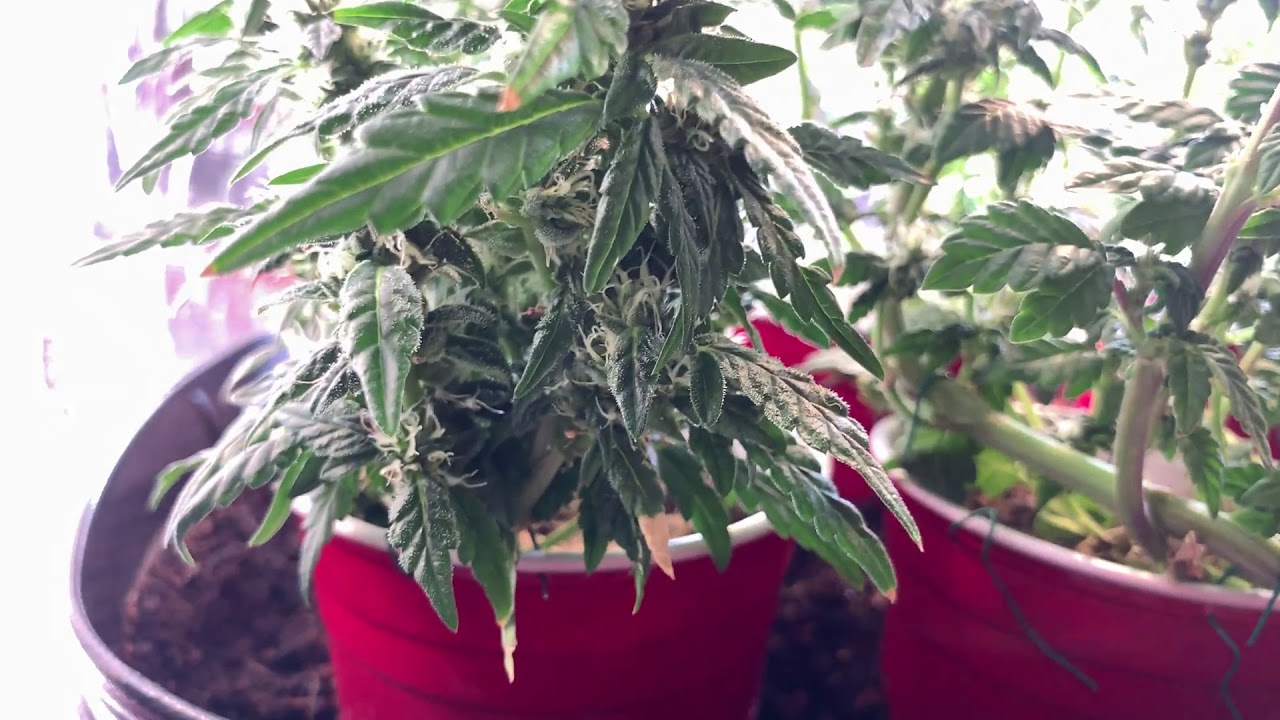 DIY Cardboard Box Micro Grow (Day 61)