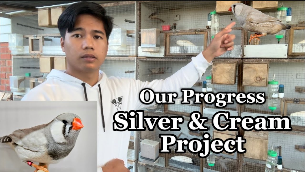 Progress of Silver And Cream Zebra Finch Project