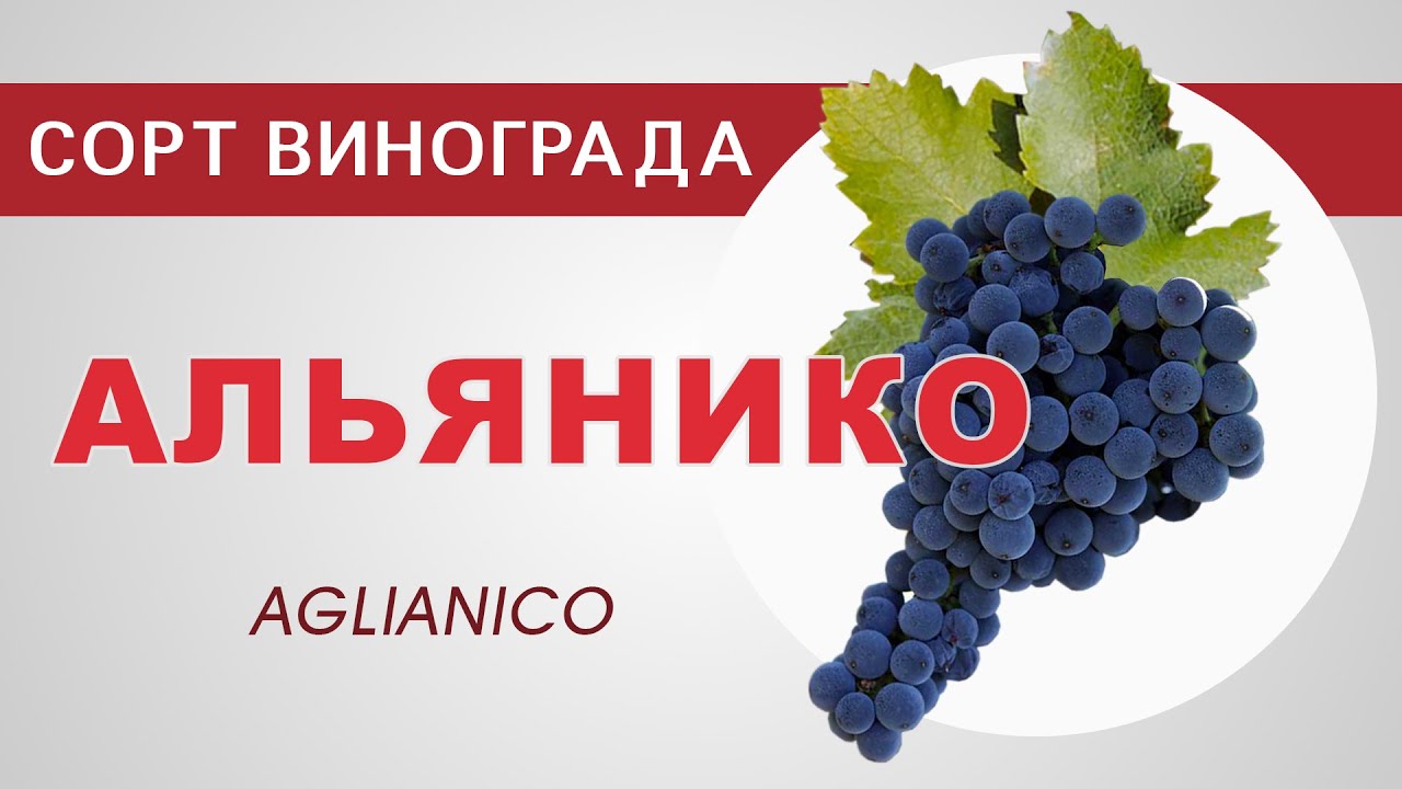 Сорт винограда Альянико