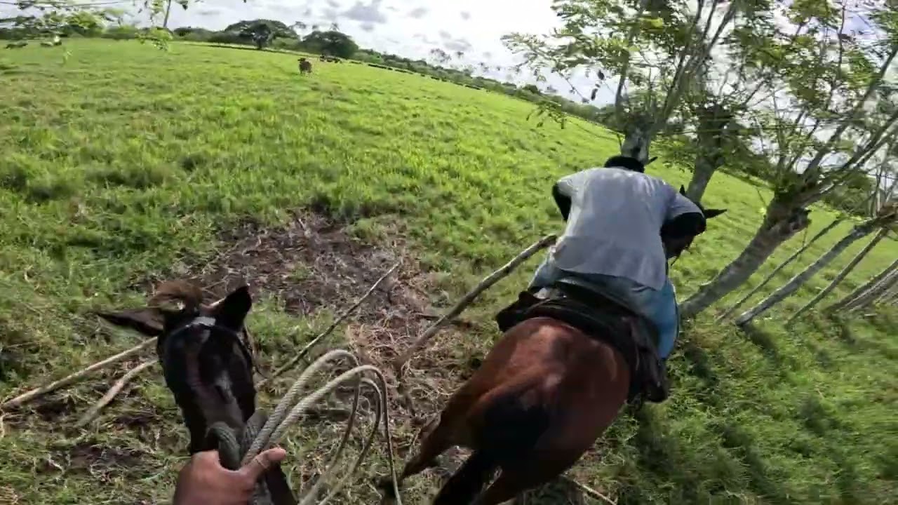 #vaquero #animals #cowboy #horse #vaqueria #caballos #sajoma