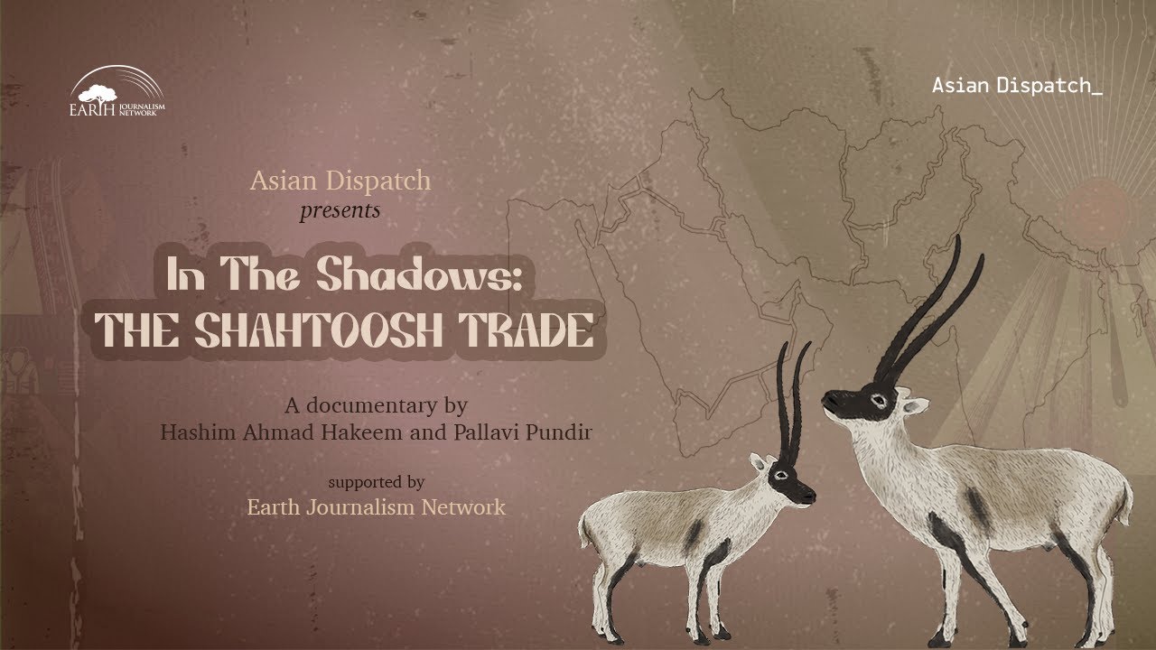 In The Shadows: The Shahtoosh Story
