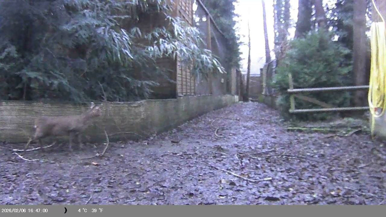 Trap Camera Captures Muntjac (Muntiacus reevesi) On 6 February 2026