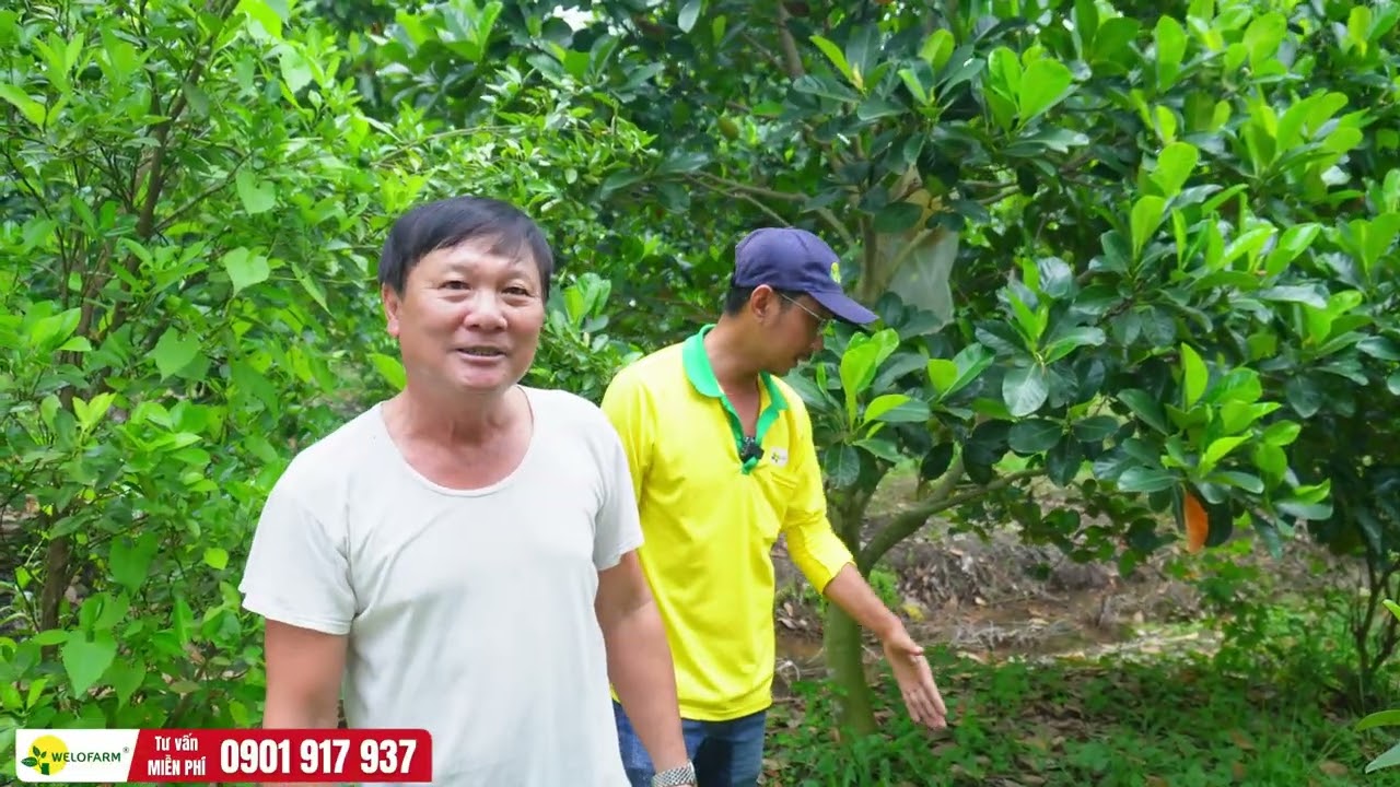 Nguyên nhân đỏ rụng lá trên mít ruột đỏ