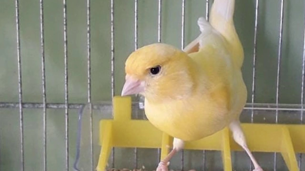 نداء أنثى الكناري الجاهزة لتحفيز ذكور الكناري على الجهوزية بأسرع وقت