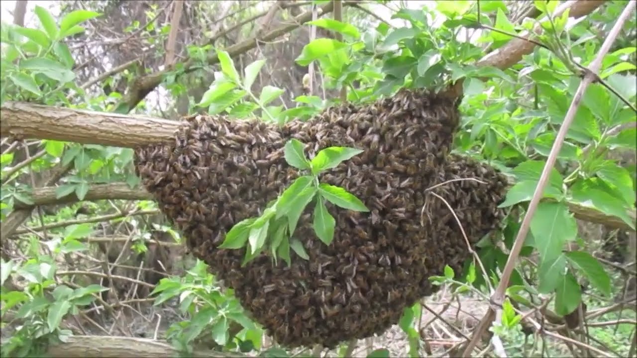 ČETVRTA LEKCIJA O PČELARSTVU