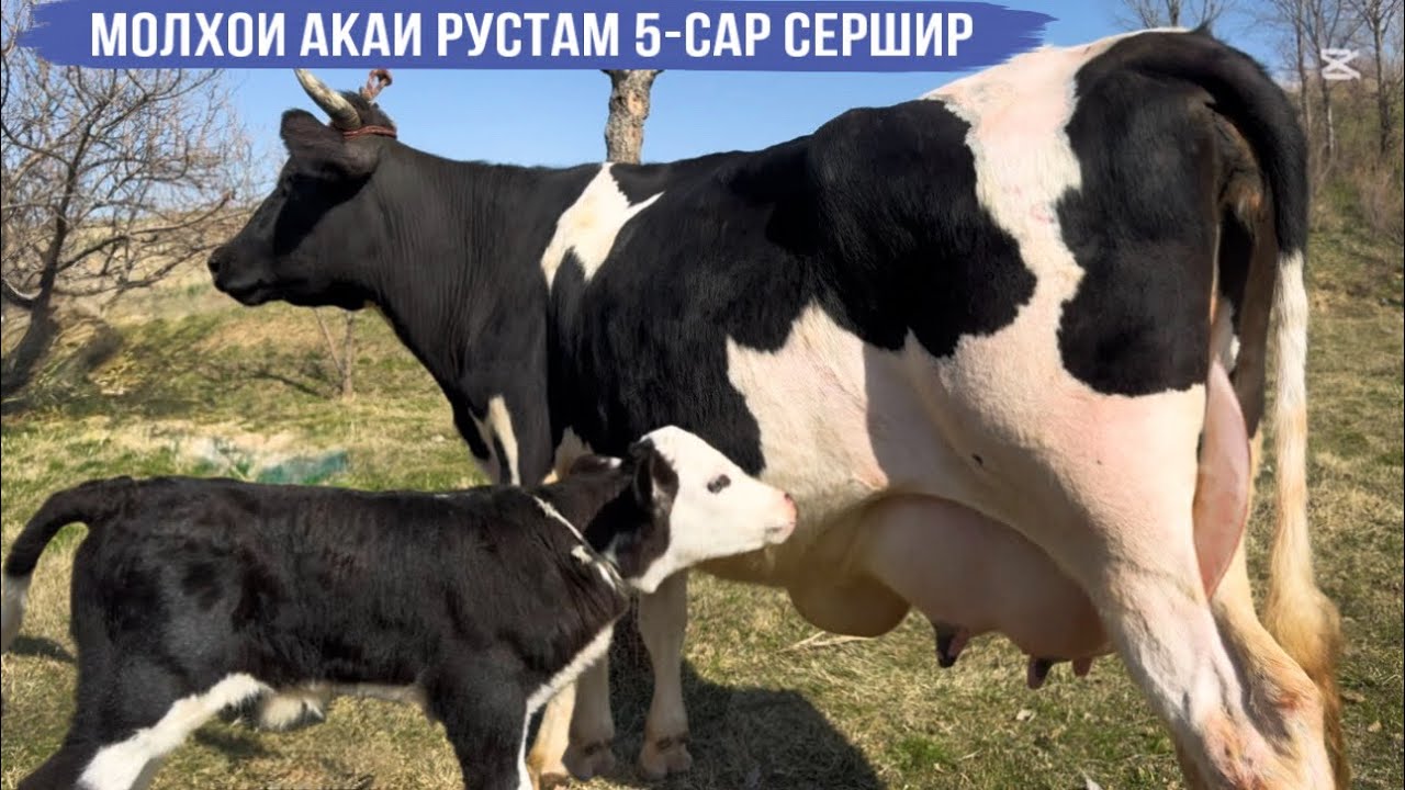 МОЛХОИ АКАИ РУСТАМ 5-САР МОЛХОИ СЕРШИР  26 февраля 2026 г.