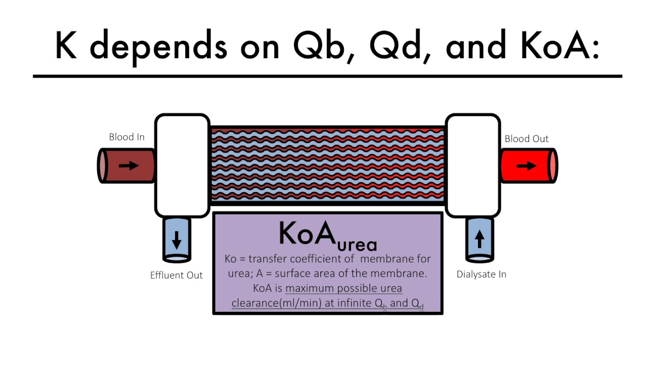 Hemodialysis Kinetics 101 06 What is Kt/V