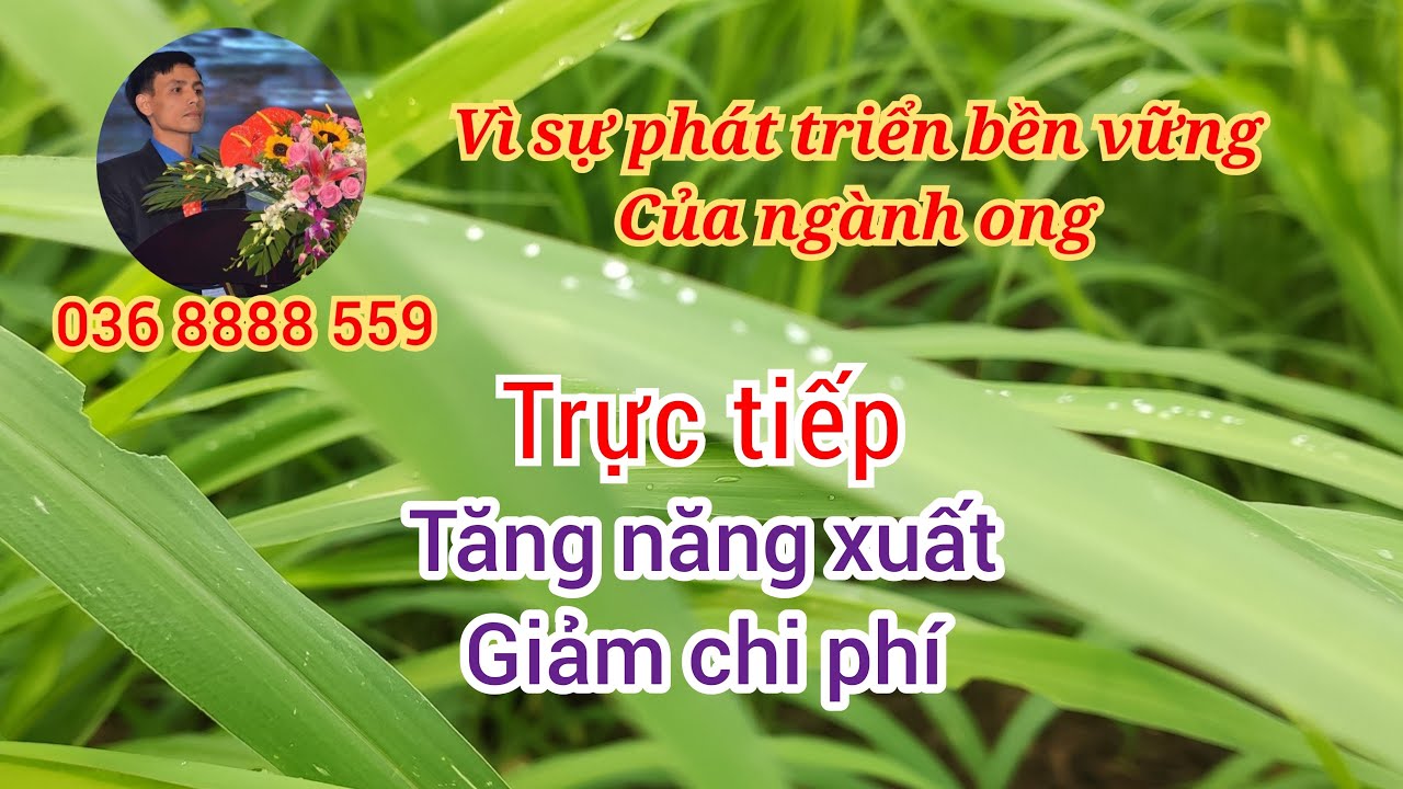 Ong mật vùng cao đang phát trực tiếp!Tăng năng xuất, giảm chi phí