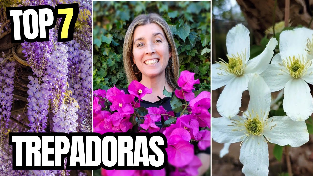 TOP 7 Plantas TREPADORAS [para JARDÍN o TERRAZA]🌿🌸