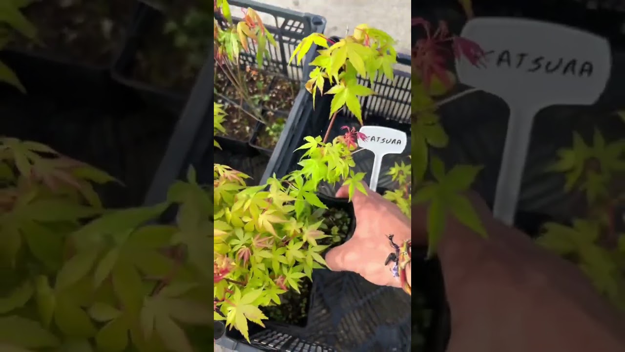 🌳PLANTONES DE ARCE PALMATUM KATSURA🌳 WWW.BOHEBONSAI.COM