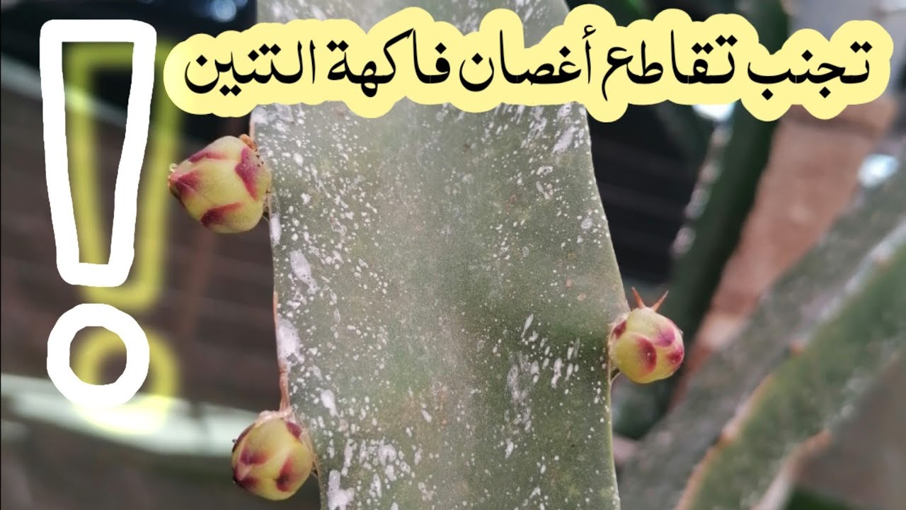 سلسلة زراعة فاكهة التنين : الحلقة -7- ( توجيه الأغصان وتجنب تقاطعها)