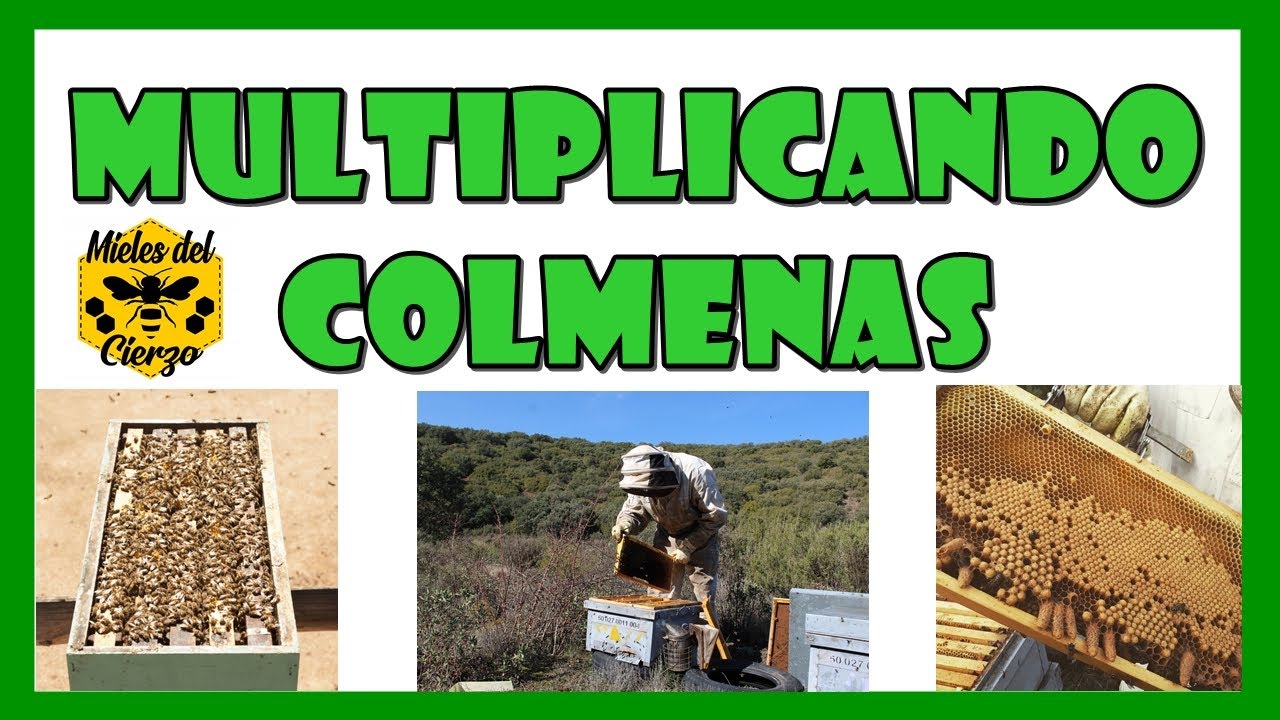 C&oacute;mo hacer enjambres?