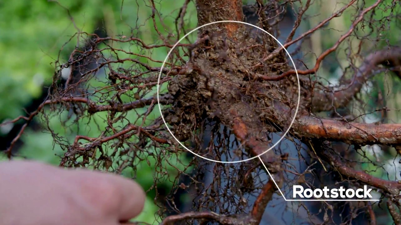 Pruning Bare Root Fruit Trees