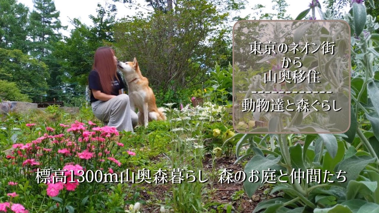 標高1300m山奥森暮らし 森のお庭と仲間たち