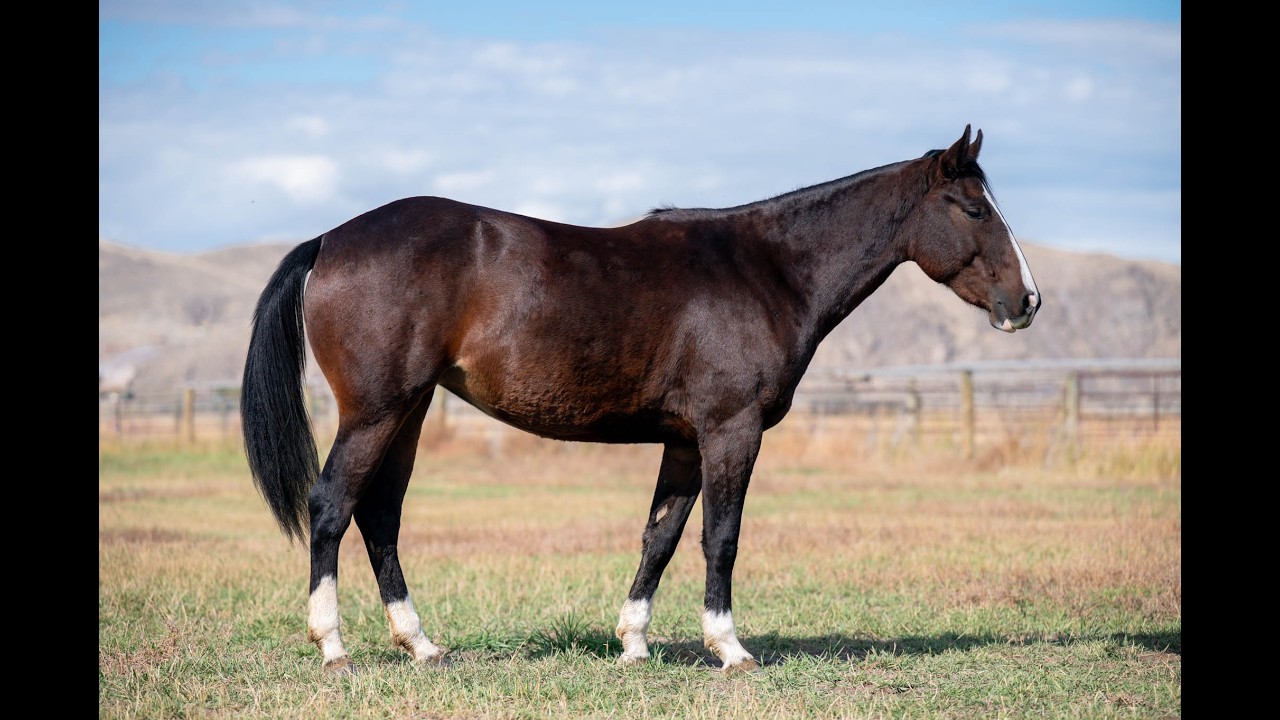 Lot #22 SLD SKIPPA BET