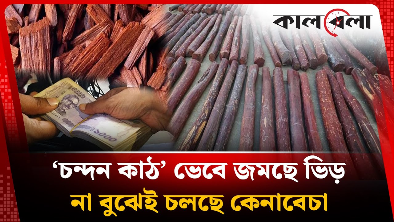 চন্দন কাঠ হিসেবে বিক্রি হচ্ছে বন্যায় ভেসে আসা গাছ | Sandalwood | Kurigram | Kalbela