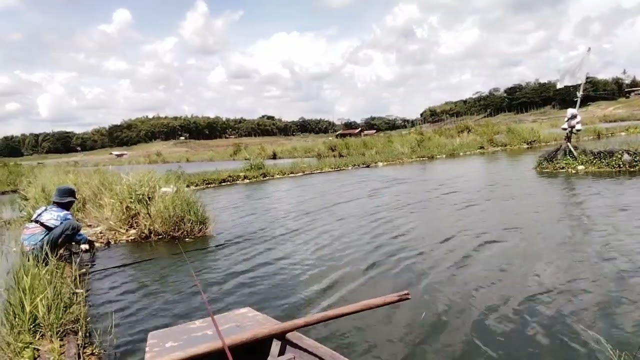 Di tarik babon jorannya sampai mau patah#fishing #mancingceria 