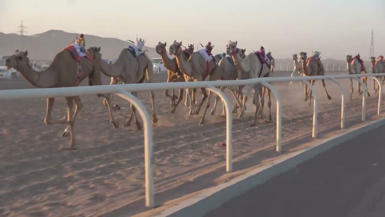 ٢- الجافل لـ نايف سليمان بن زعل العطوي