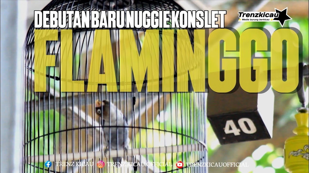 DEBUTAN BARU MR NUGGIE KONSLET FLAMINGGO SEMAKIN MAPAN