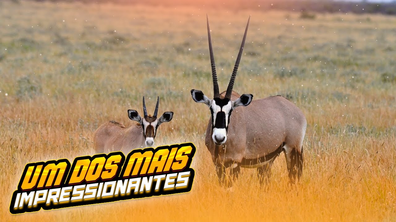 &Oacute;rix: Majestade do Deserto - S&iacute;mbolo da Fauna dos Emirados
