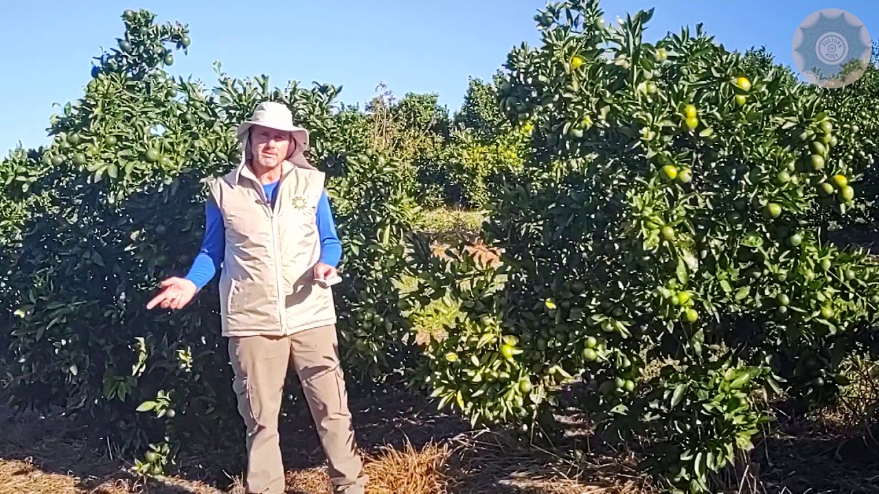 Controle e Monitoramento da MOSCA-das-FRUTAS. Qual o tamanho do FURO na Garrafa PET?