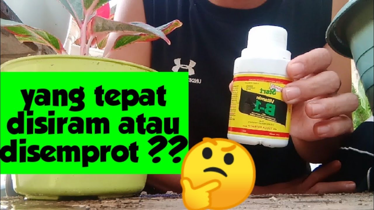 Cara pakai vitamin B1 untuk tanaman hias