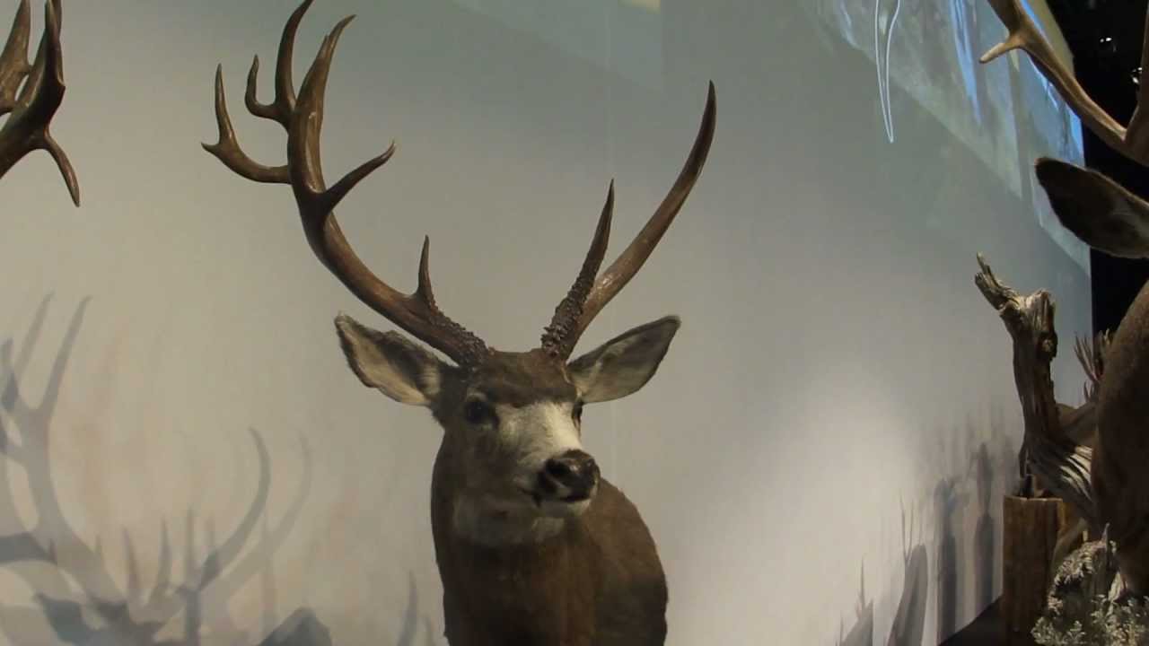 Chad Fraughton 2011 UT nick named the uno buck 34 inches wide 184 inch gross.MP4